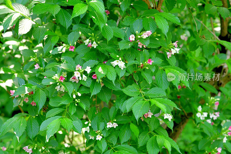 Weigela coraeensis花